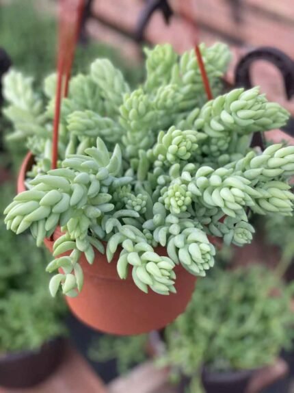 Donkey Tail