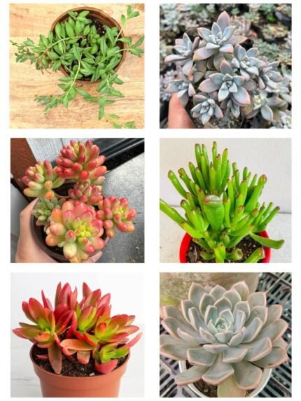 Succulent Combo no. 51