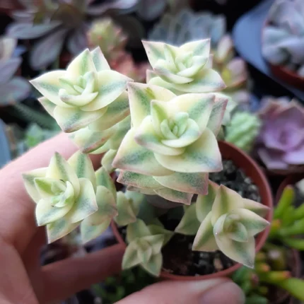 Crassula perforata Variegata