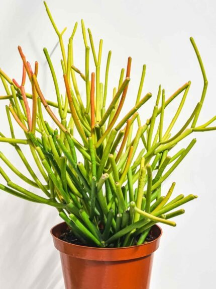 Pencil Cactus