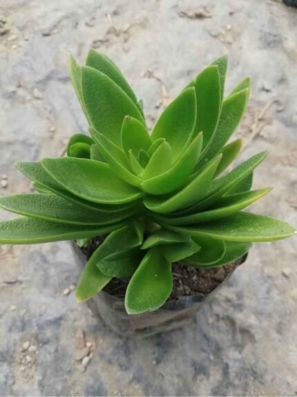 Crassula capitella green