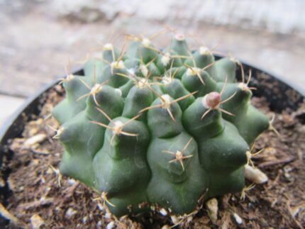 Gymnocalycium Gibbosum (Chin Cactus)