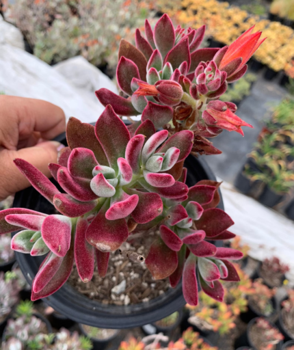 Echeveria Harmsii Ruby