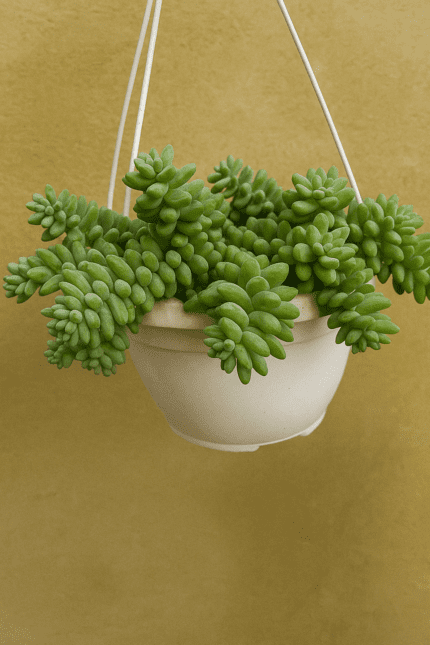 Burro's tail