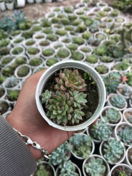 Echeveria ‘Twilight Star Spirit’
