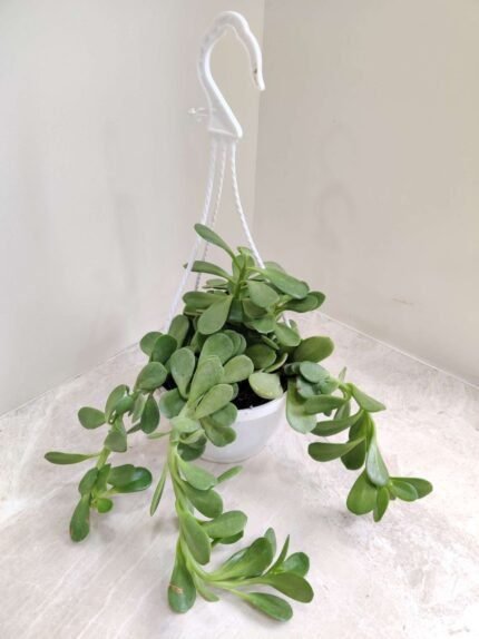 Hanging Crassula Trailing Jade