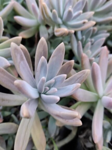 Pachyphytum Hookeri