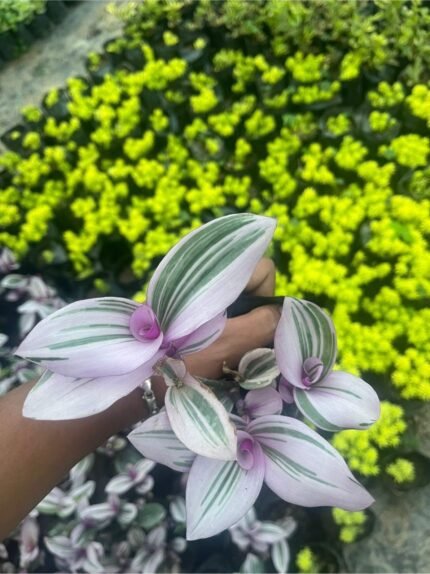 Wandering jew pink
