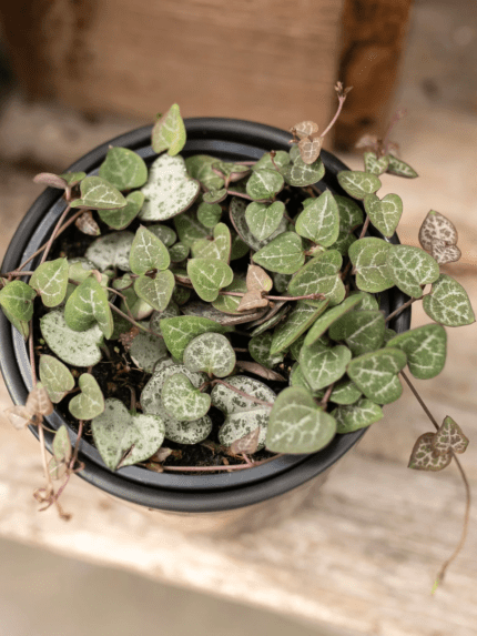 String of Hearts