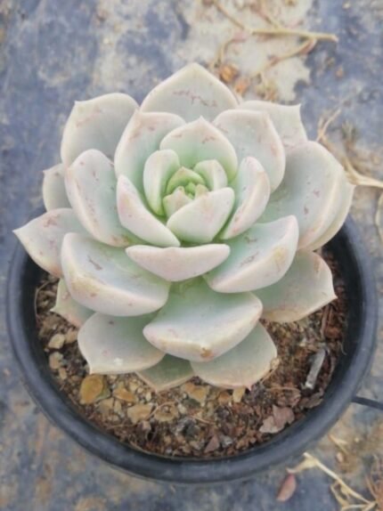 Echeveria Rose