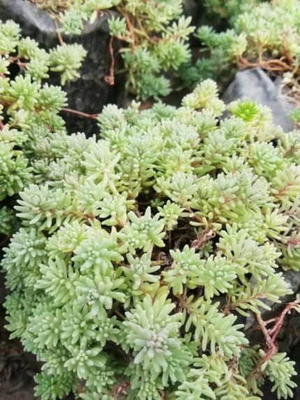 Sedum reflexum blue spruce