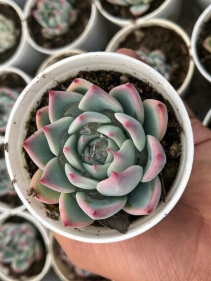 Echeveria Picasso