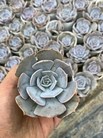 Echeveria Lilacina