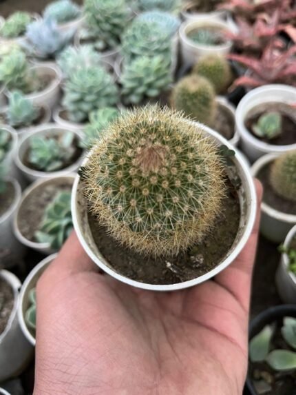 Mammillaria pringlei