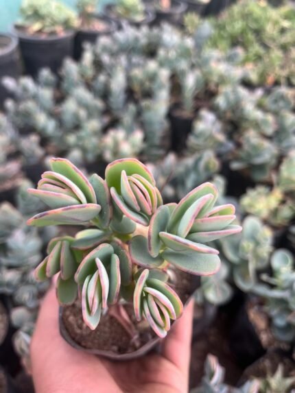 Kalanchoe marnieriana
