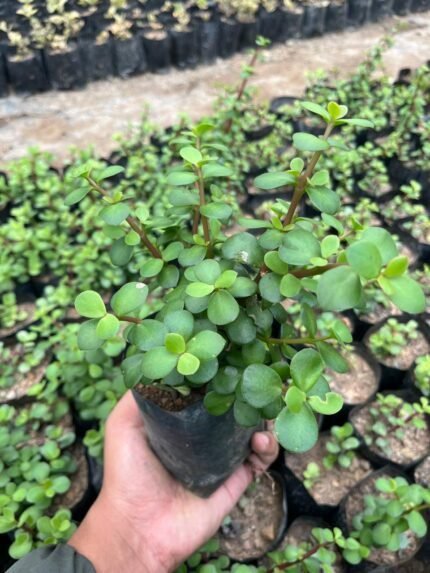 Jade plant elephant bush