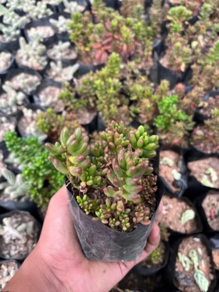 Jelly Bean Plant