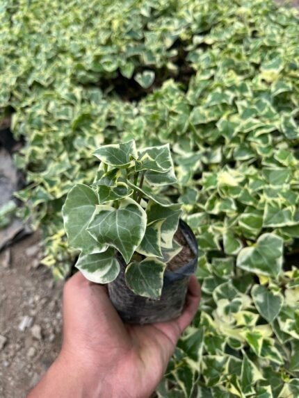 English Ivy