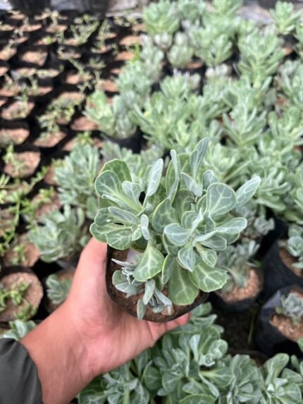 Senecio Obovatus