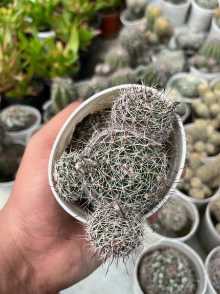 Mammillaria Discolor (With Pot)