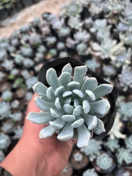Sedeveria ‘Blue Elf’ – Succulent Plant