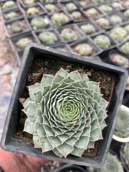 Sempervivum Calcereum