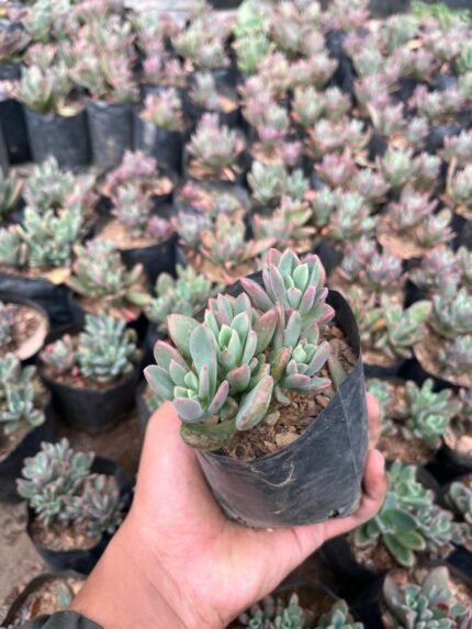 Graptopetalum