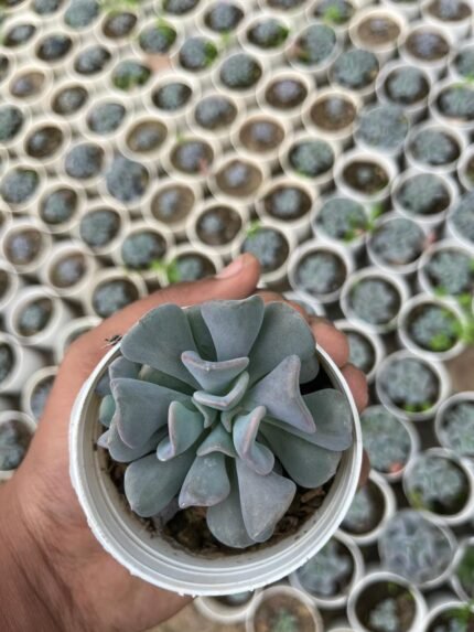 Echeveria Runyonii Topsy Turvy Succulent