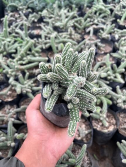 Echinopsis chamaecereus