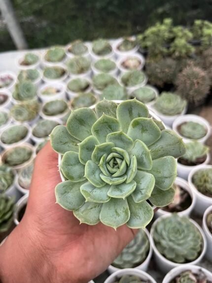Echeveria Hyalina