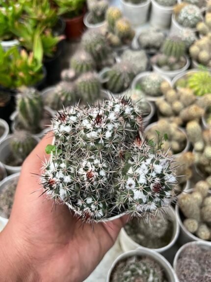 Mammillaria heyderi