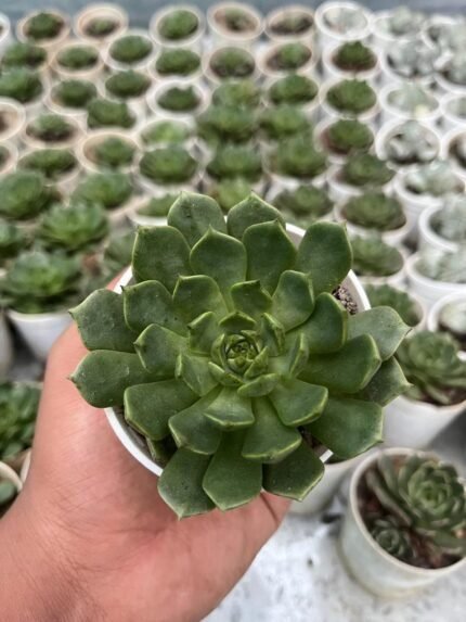 Echeveria 'Blue Wren'