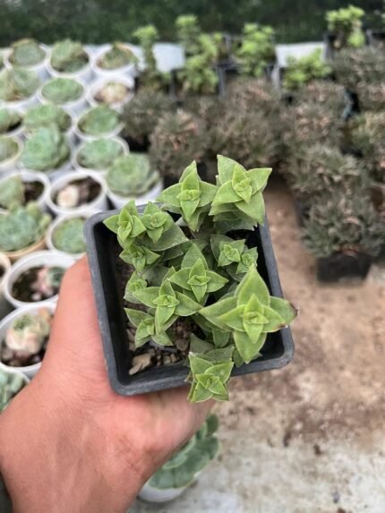 Crassula baby Nexclace
