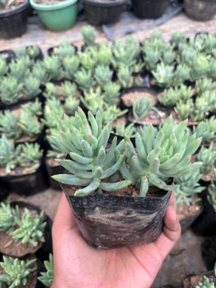 Sedeveria 'Harry Butterfield' a.k.a Super Donkey Tail