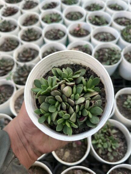 Anacampseros telephiastrum DC