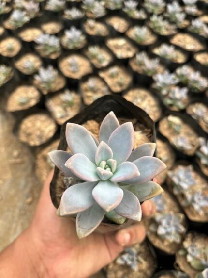 Pachyveria 'Opalina'