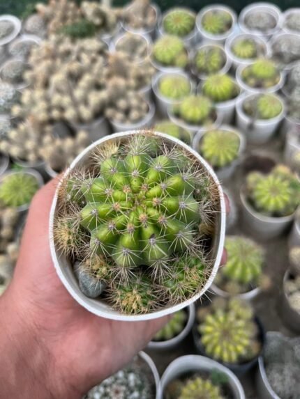 Echinopsis Tubiflora