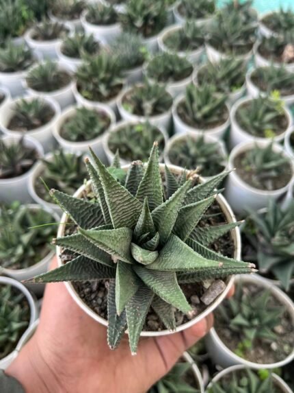 Haworthia limifolia