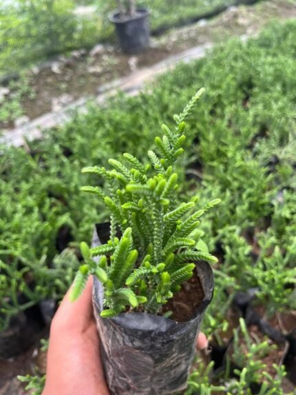 Rattail Crassula
