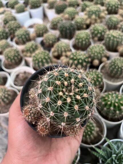 Echinopsis oxygona