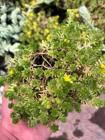 Sedum Sexangulare
