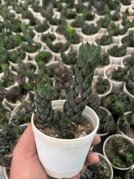 Harorthiopris Reinwarsthi