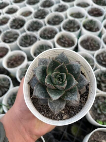 Echeveria Purpureum