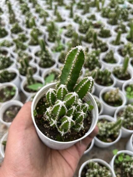Fairy castle (with pot)