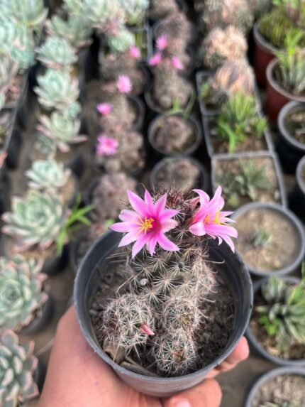 Mammillaria Zeilmanniana (With pot)