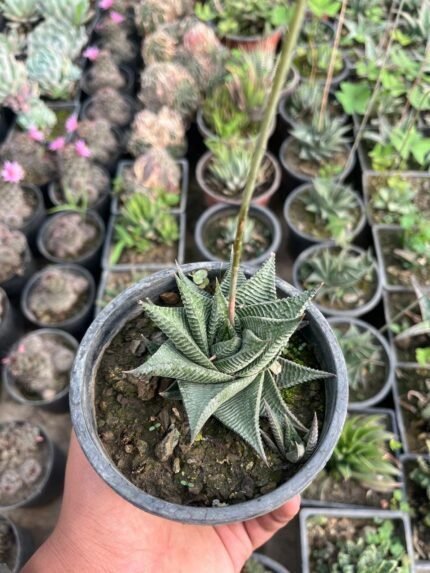 Haworthiopsis limifolia 2