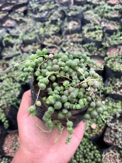 String of pearls