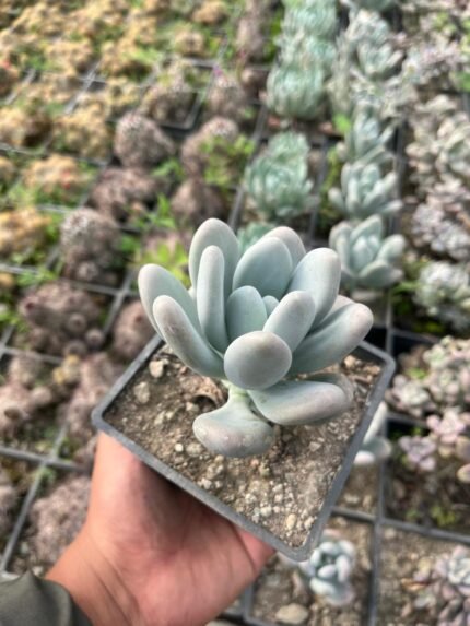Moonstone