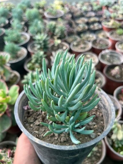 Blue sencio