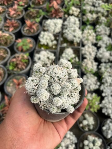 Mammillaria vetula